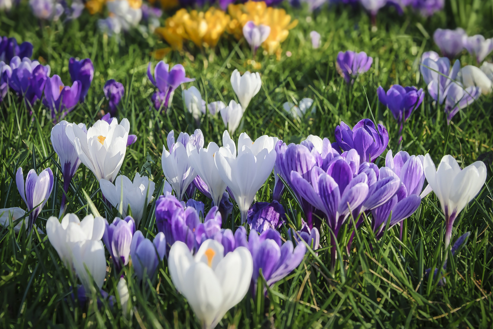 Frühling liegt in der Luft