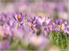 frühling liegt in der luft.......