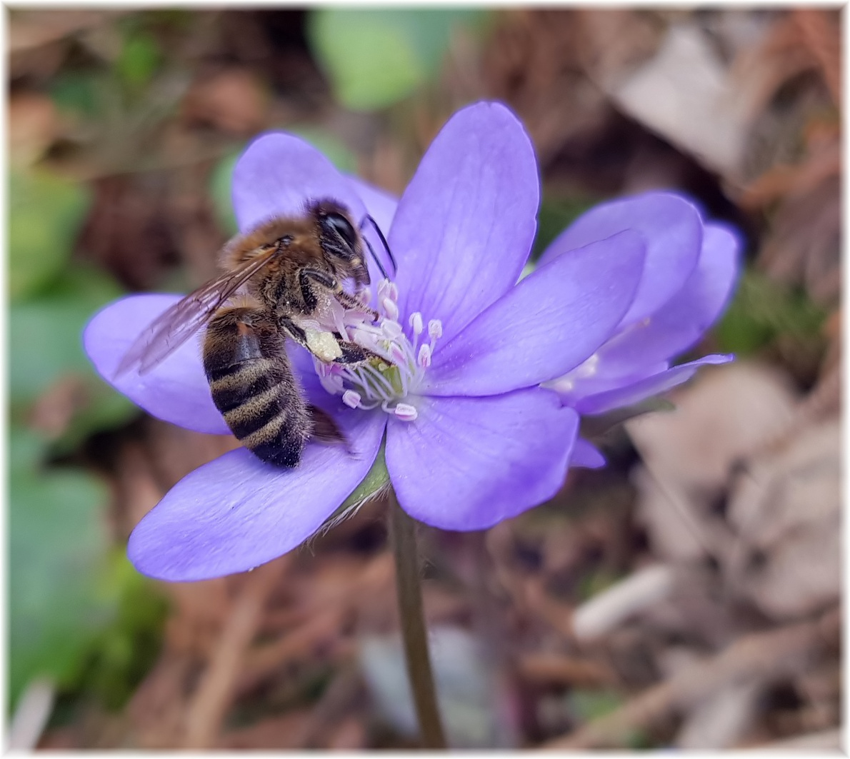 Frühling liegt in der Luft