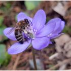 Frühling liegt in der Luft