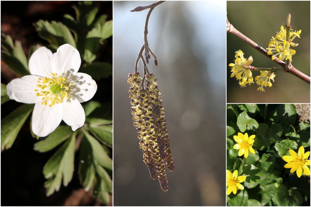 Frühling liegt in der Luft ...