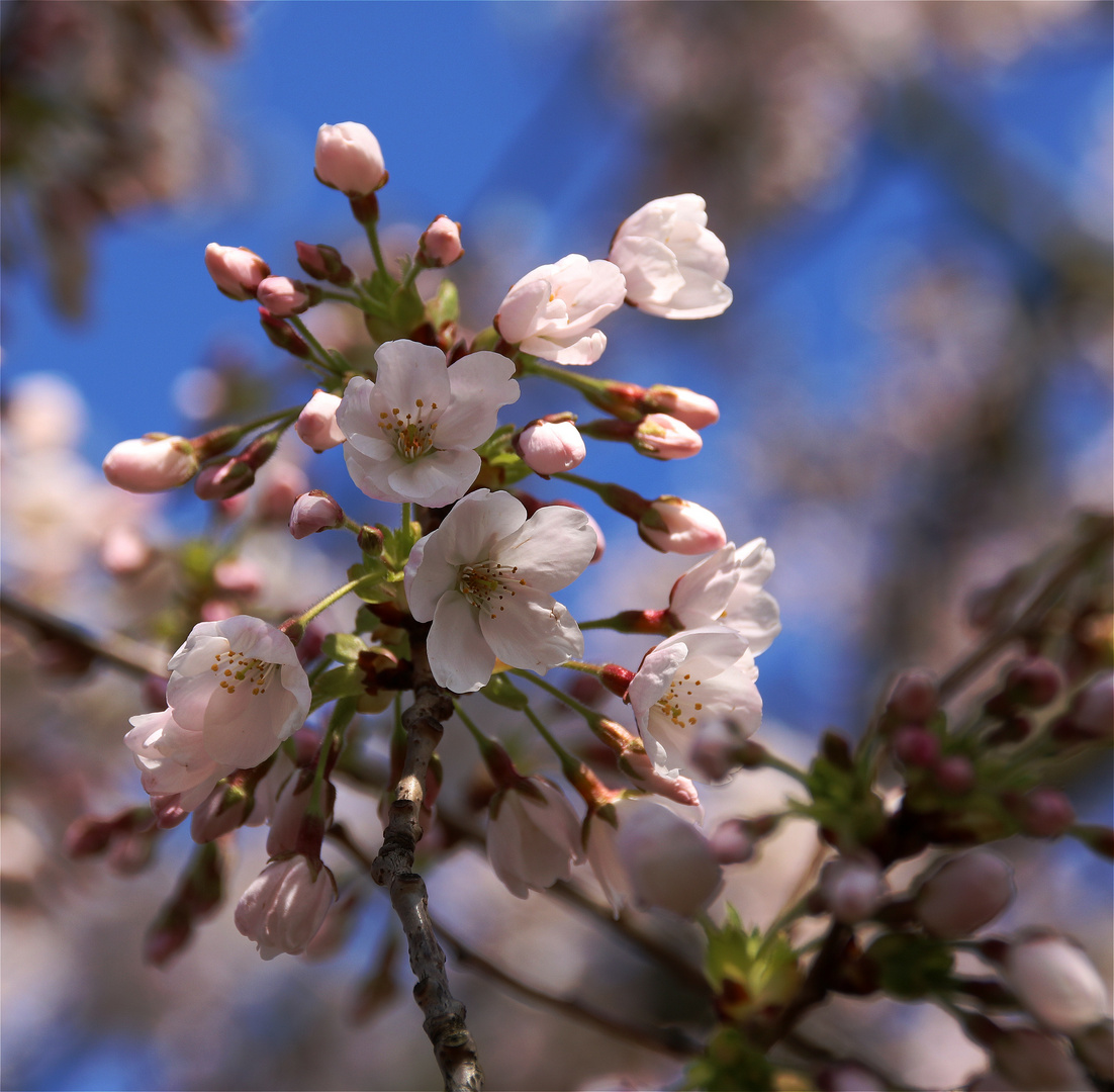 * Frühling liegt in der Luft °