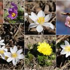 Frühling liegt in der Luft...