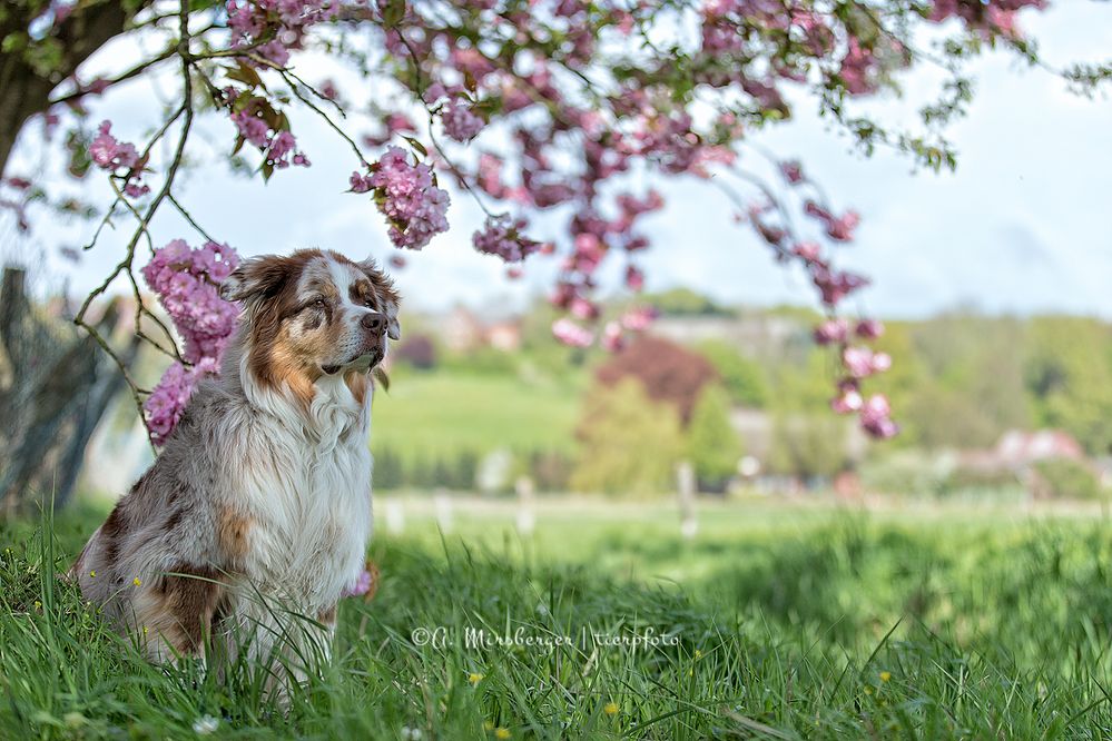 Frühling liegt in der Luft...