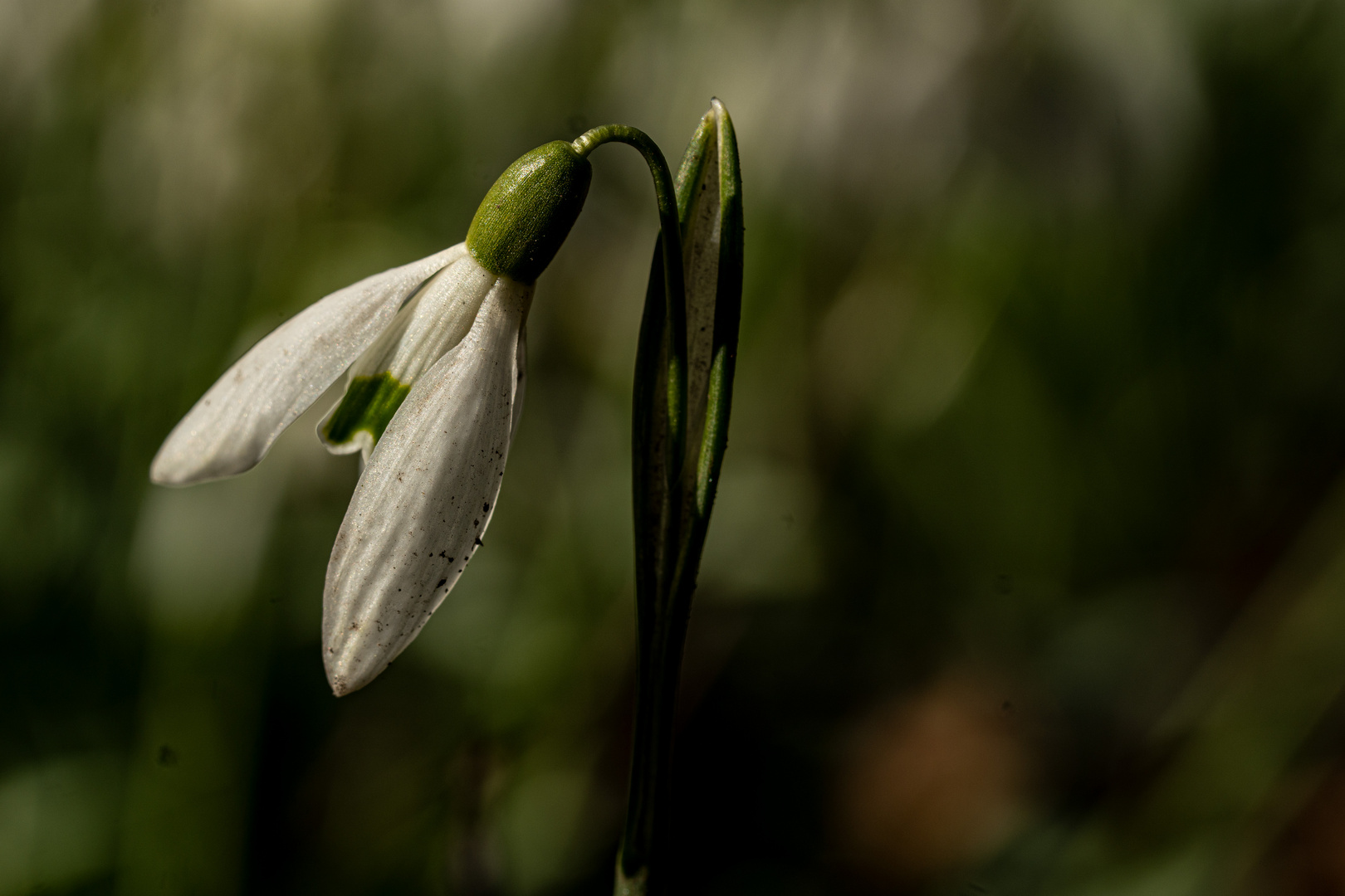 Frühling liegt in der Luft