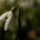 Frühling liegt in der Luft