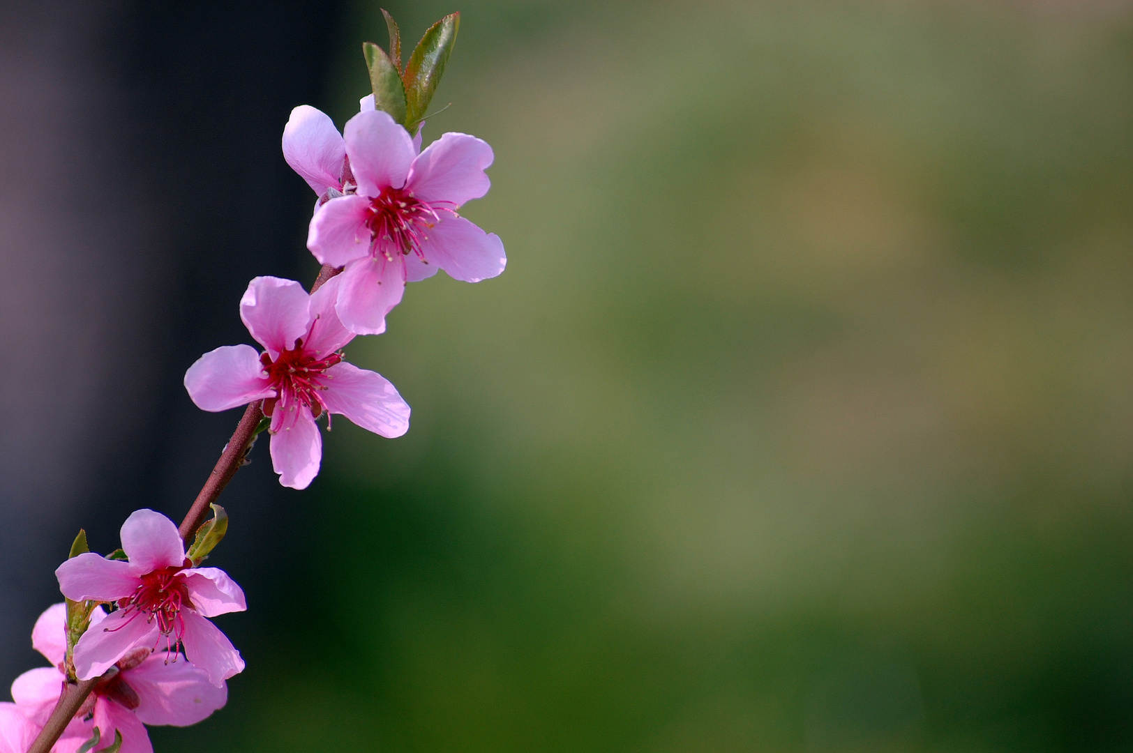 Frühling liegt in der Luft