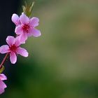 Frühling liegt in der Luft