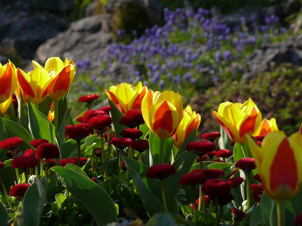 Frühling liegt in der Luft