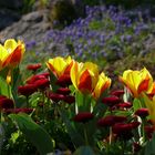 Frühling liegt in der Luft