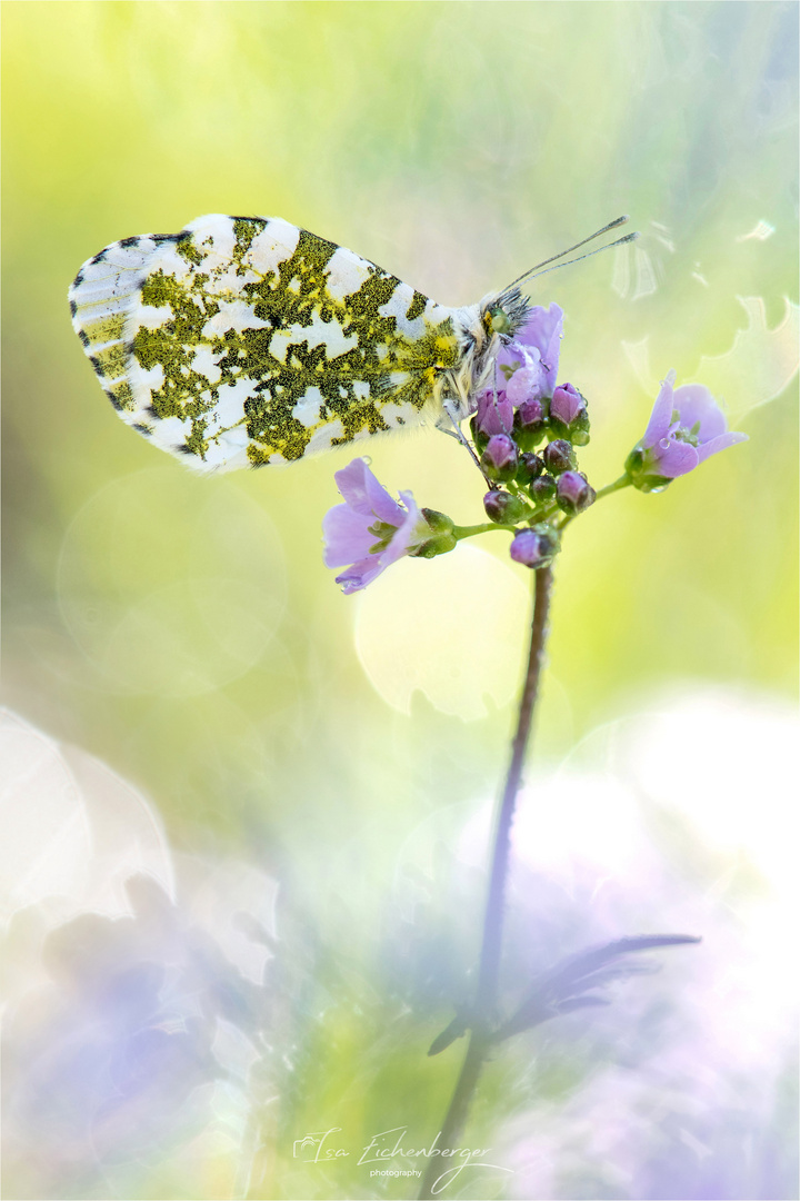 Frühling liegt in der Luft