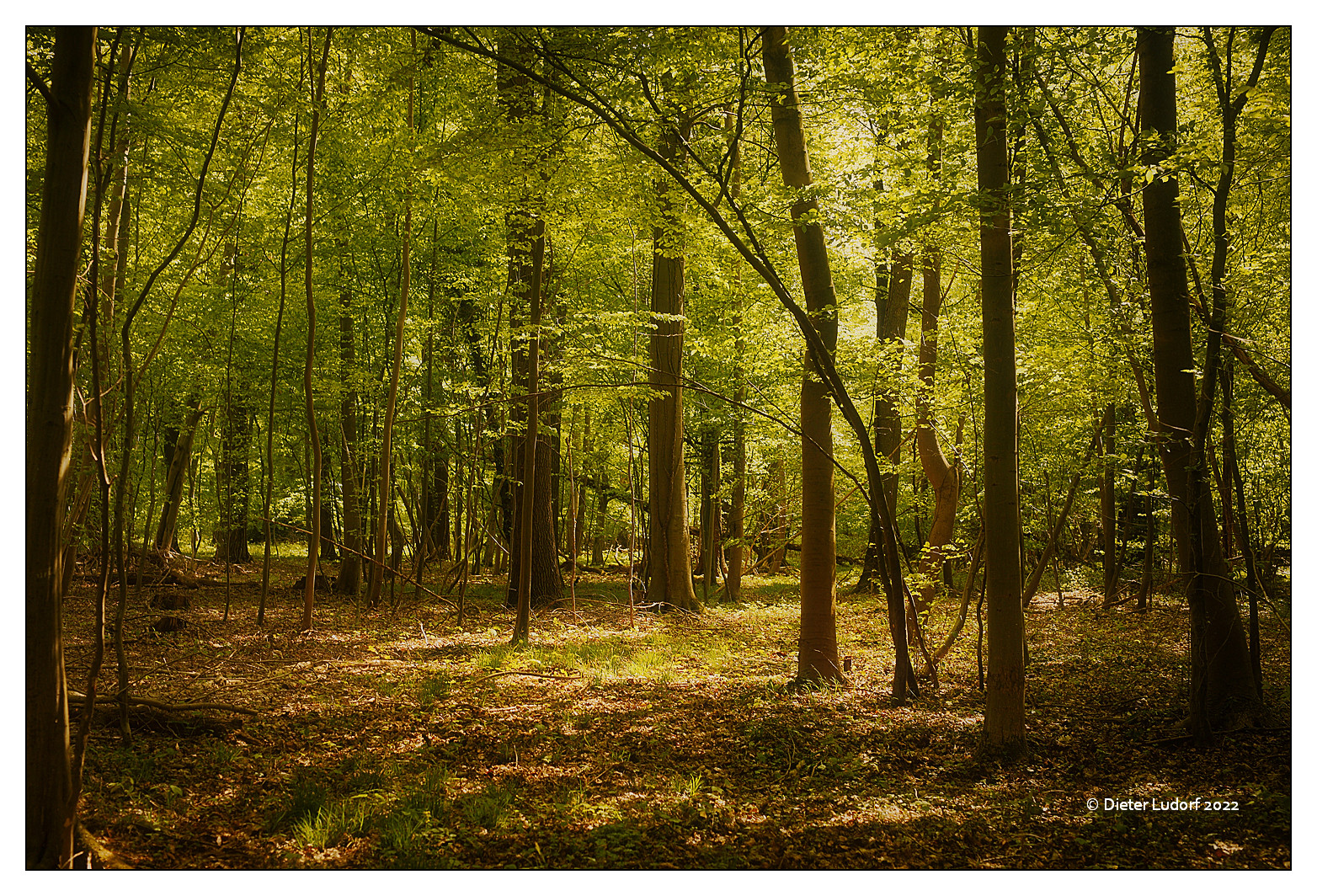 Frühling liegt in der Luft