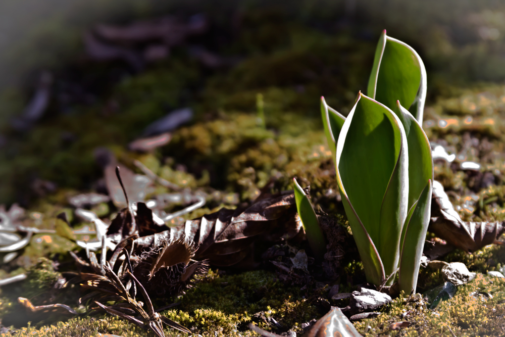 Frühling liegt in der Luft ....