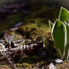 Frühling liegt in der Luft ....