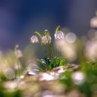 Frühling liegt in der Luft