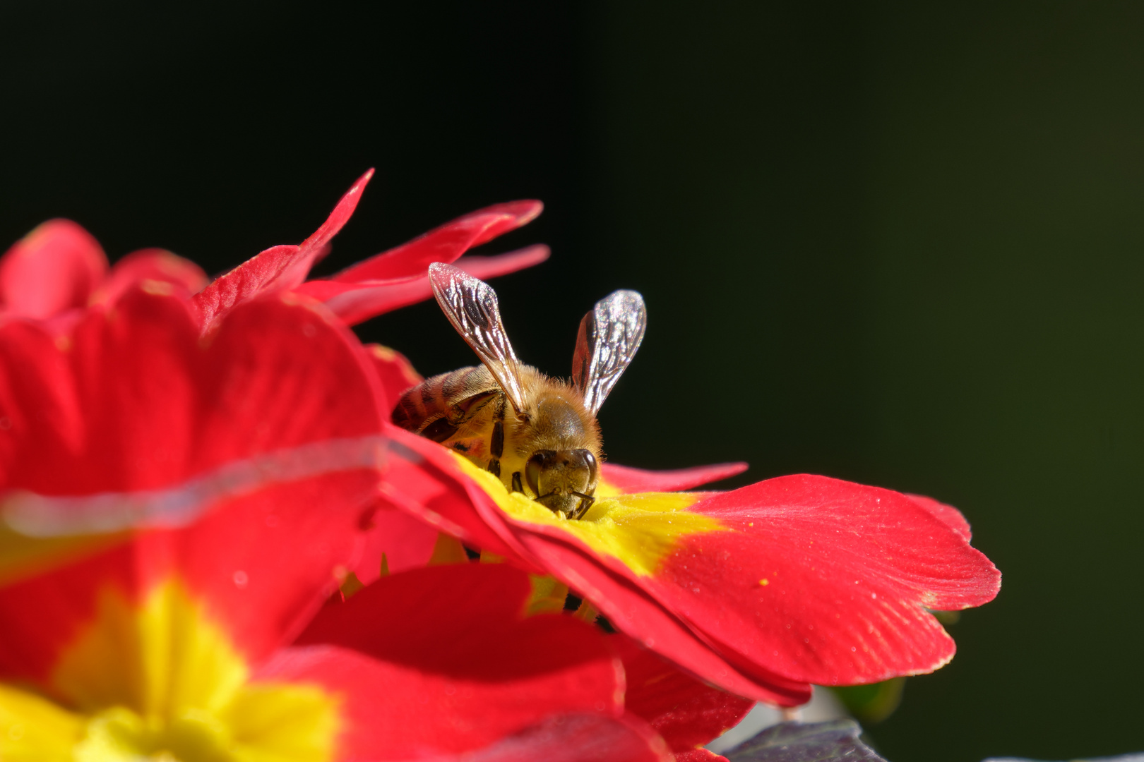 Frühling liegt in der Luft