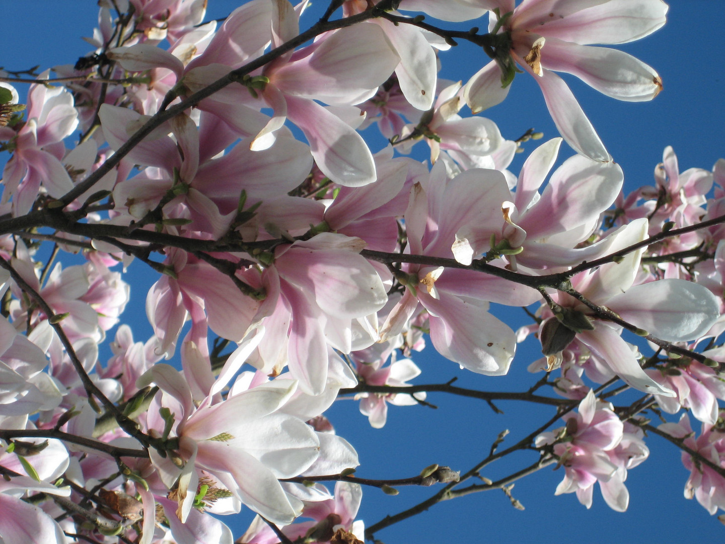 Frühling liegt in der Luft