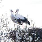 Frühling liegt in der Luft