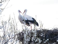 Frühling liegt in der Luft