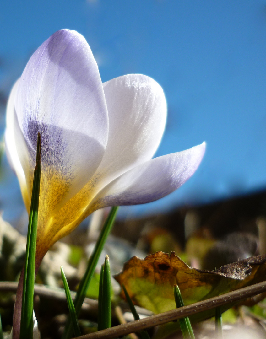 Frühling liegt in der Luft