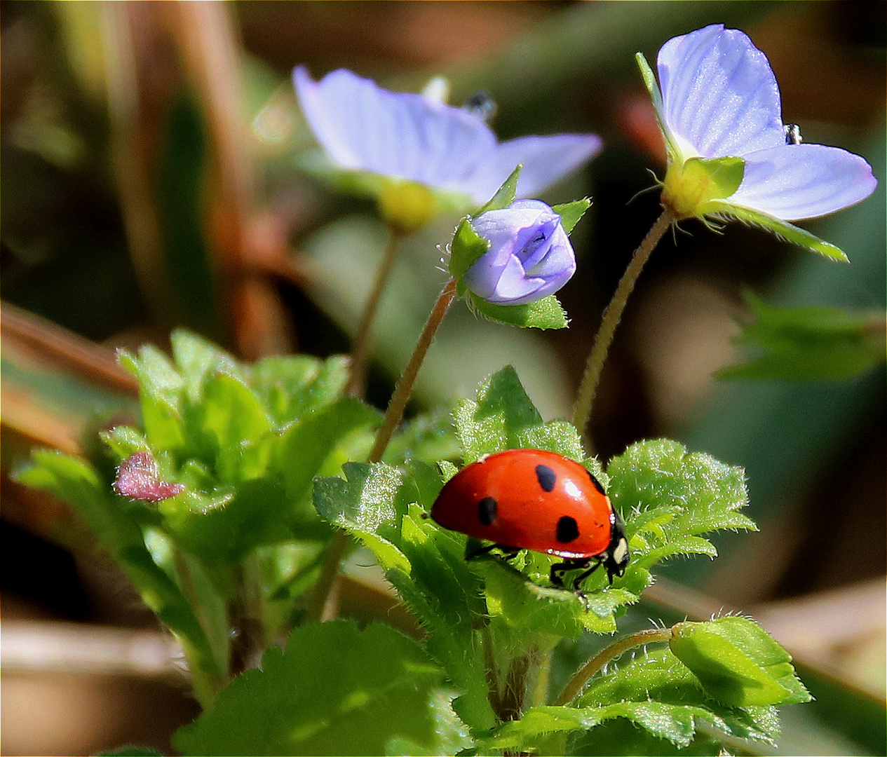 Frühling liegt in der Luft