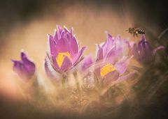 Frühling liegt liegt in der Luft