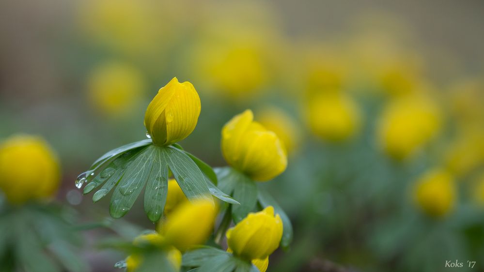 Frühling-linge