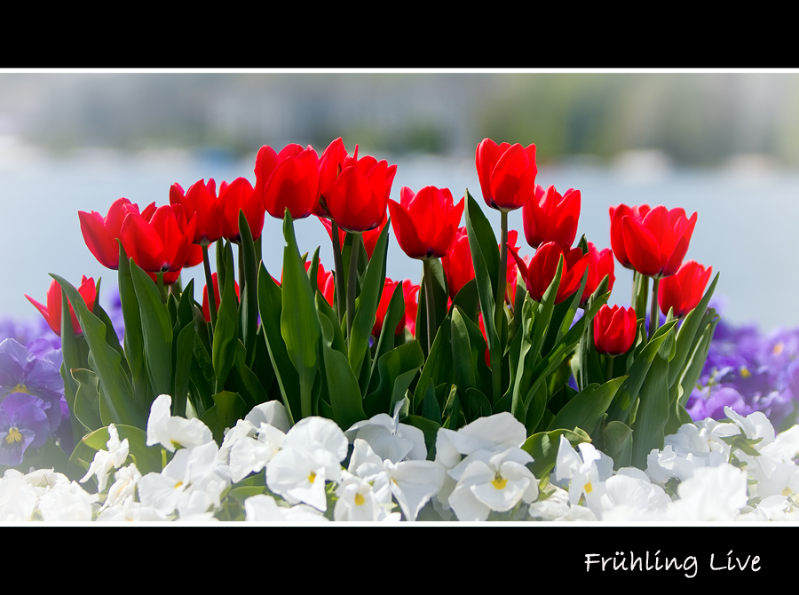 Frühling Live