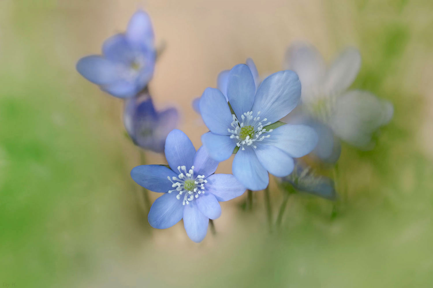 Frühling macht froh