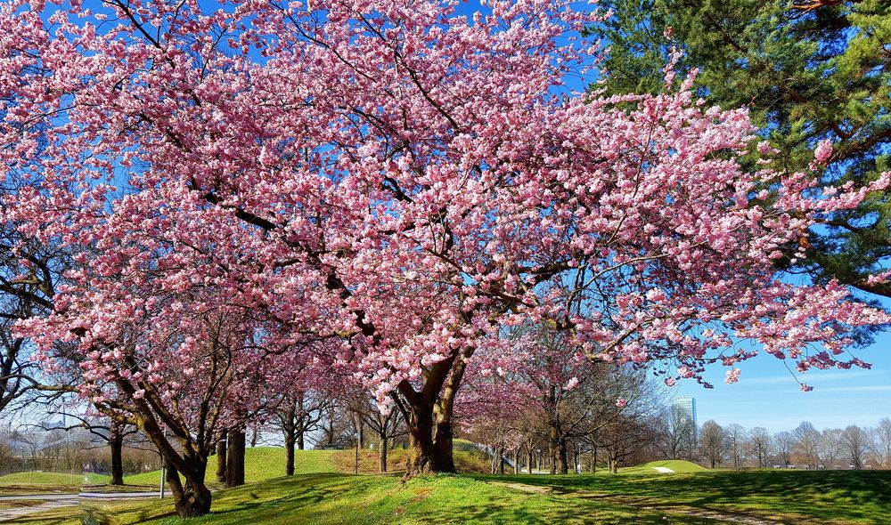 Frühling März 2019