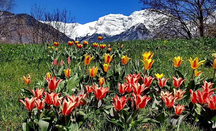 Frühling  März 21