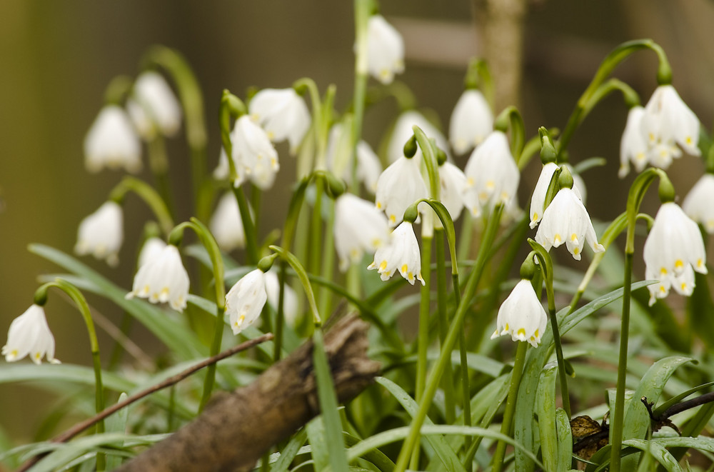 Frühling - Märzenbecher