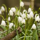 Frühling - Märzenbecher