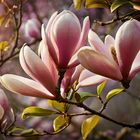 Frühling - Magnolie im Abendlicht -