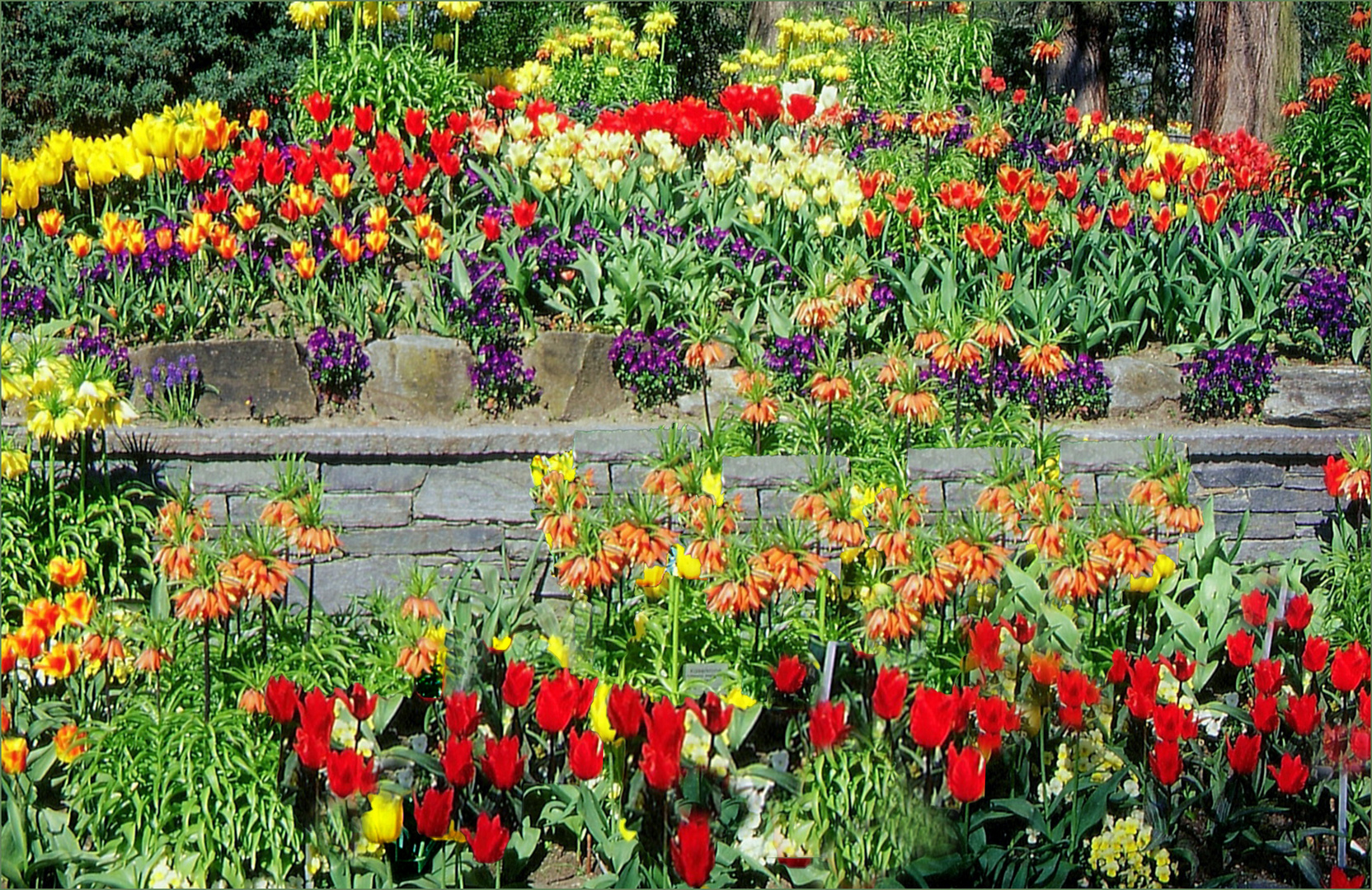 Frühling Mainau   Jahr 2000