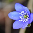 Frühling mal blau