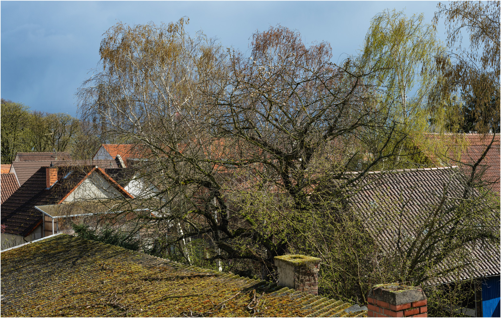 "Frühling" - mal wieder