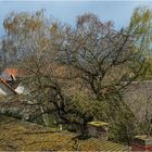 "Frühling" - mal wieder