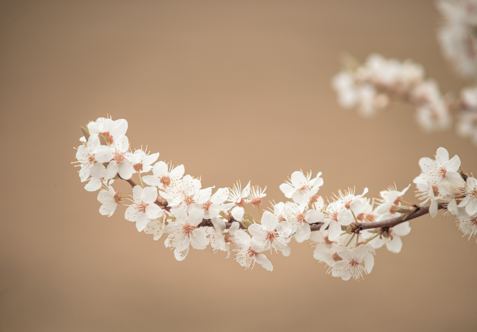 Frühling, mal wieder ...