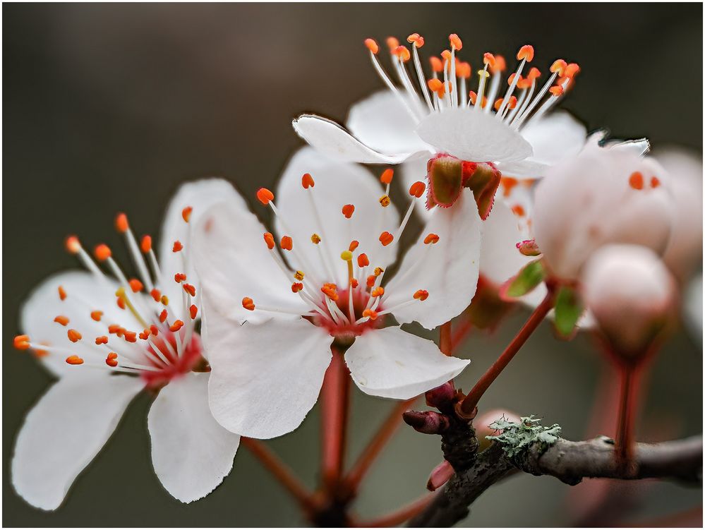 frühling - mandelblüten  ....