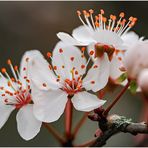 frühling - mandelblüten  ....