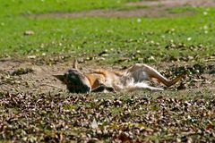 Frühling: mein Gott bin ich müde!