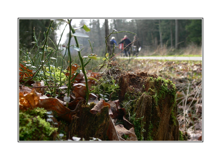 Frühling: Menschen kommen in den Wald.