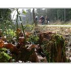 Frühling: Menschen kommen in den Wald.