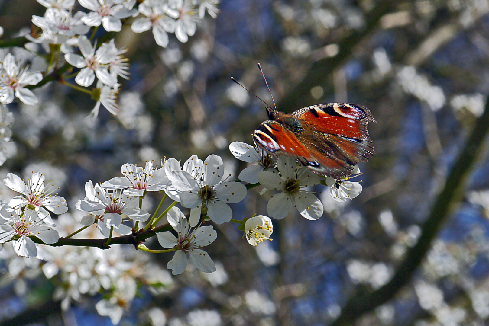 Frühling mit Besuch...