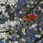 Frühling mit Besuch...