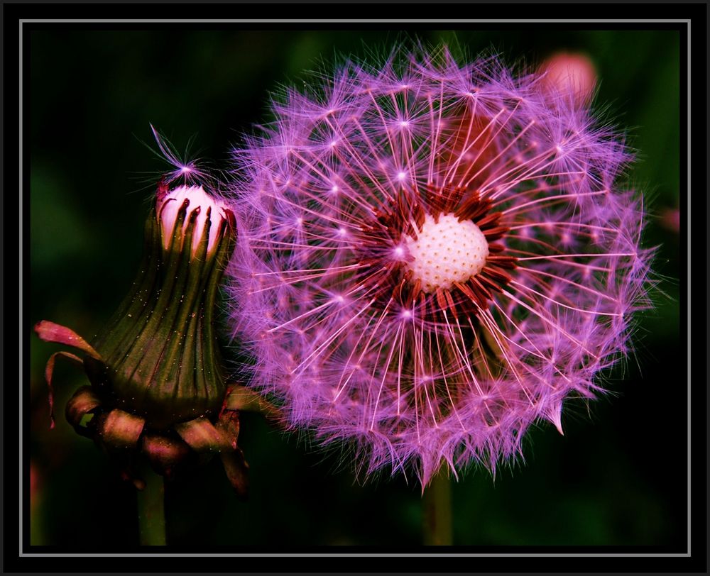 Frühling mit der rosa-roten Brille by Christine F. 