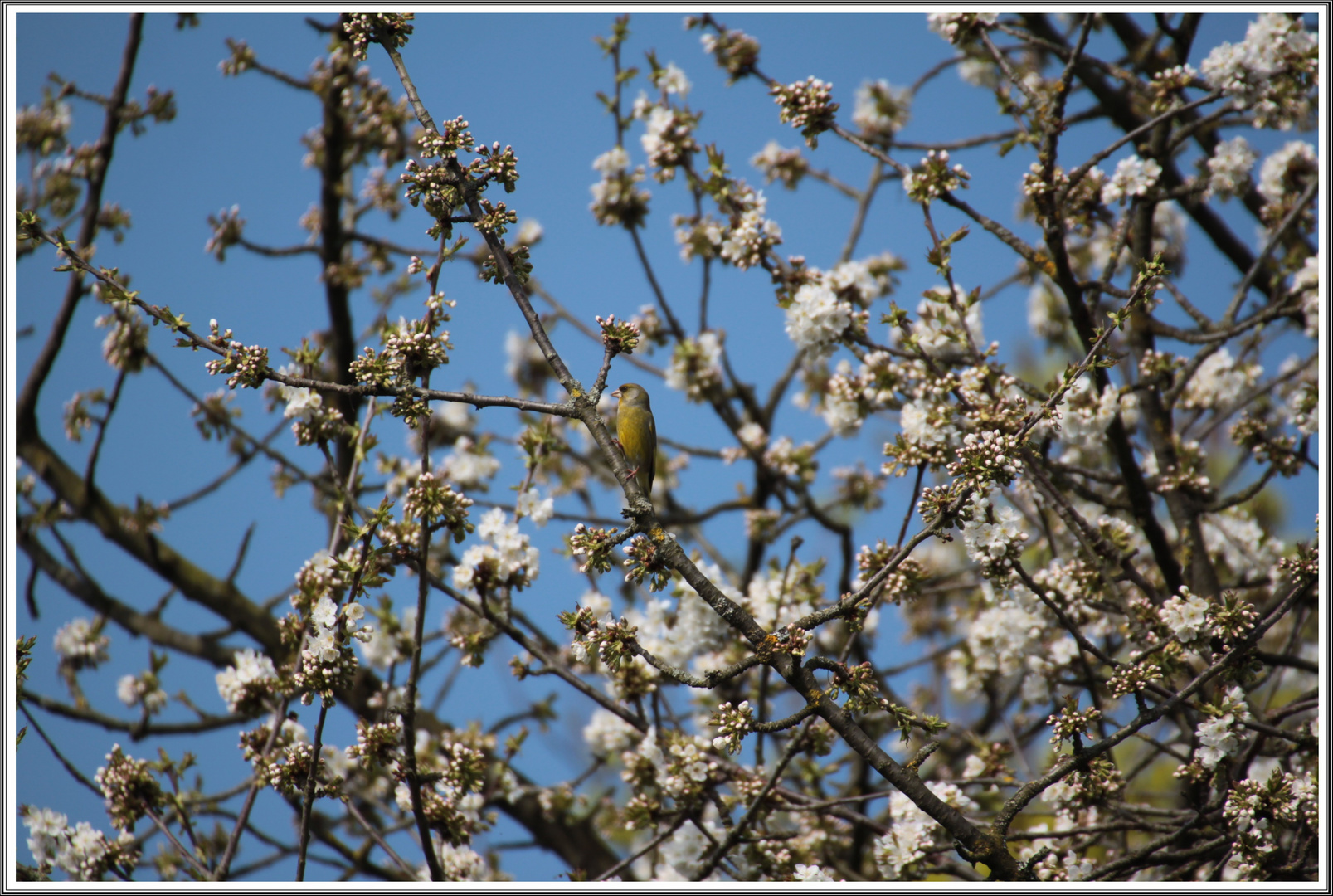 Frühling mit Grünfink