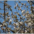 Frühling mit Grünfink