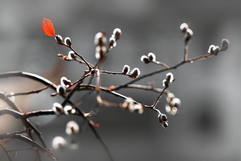 Frühling mit herbstlichem Überbleibsel